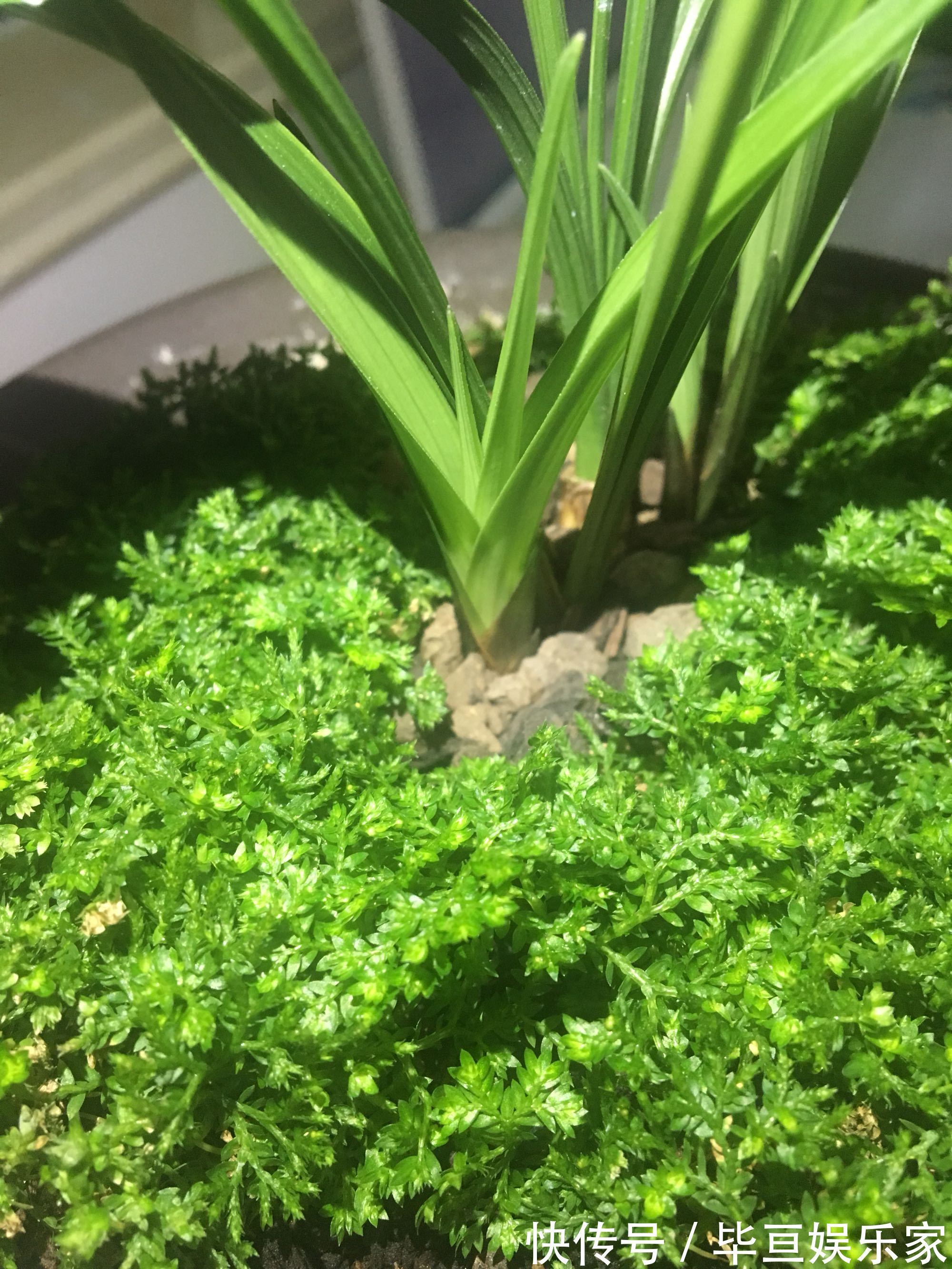 养兰花总是乱浇水盆面铺上翠云草,好看又能管住手,浇水好轻松