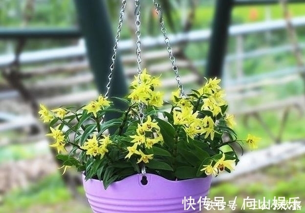 毒碱|家里养花不要瞎眼!这6种花旺财又养人,有2种花是大忌!