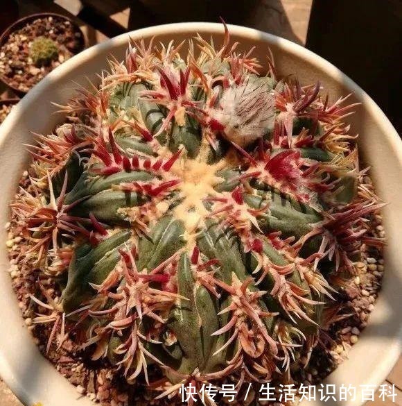 想省心就养这些花,没有病虫害,就爱开花!想省心就养这些花,没有病虫害,就爱开花!