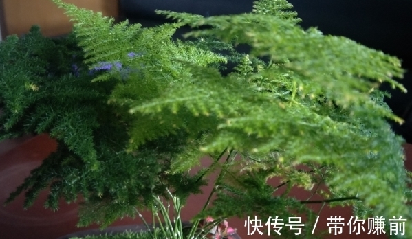 分株繁殖|怎样养好文竹,才能避免文竹黄叶呢?