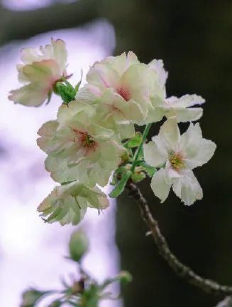 隆重推荐！这个假期，一定要来无锡看看！