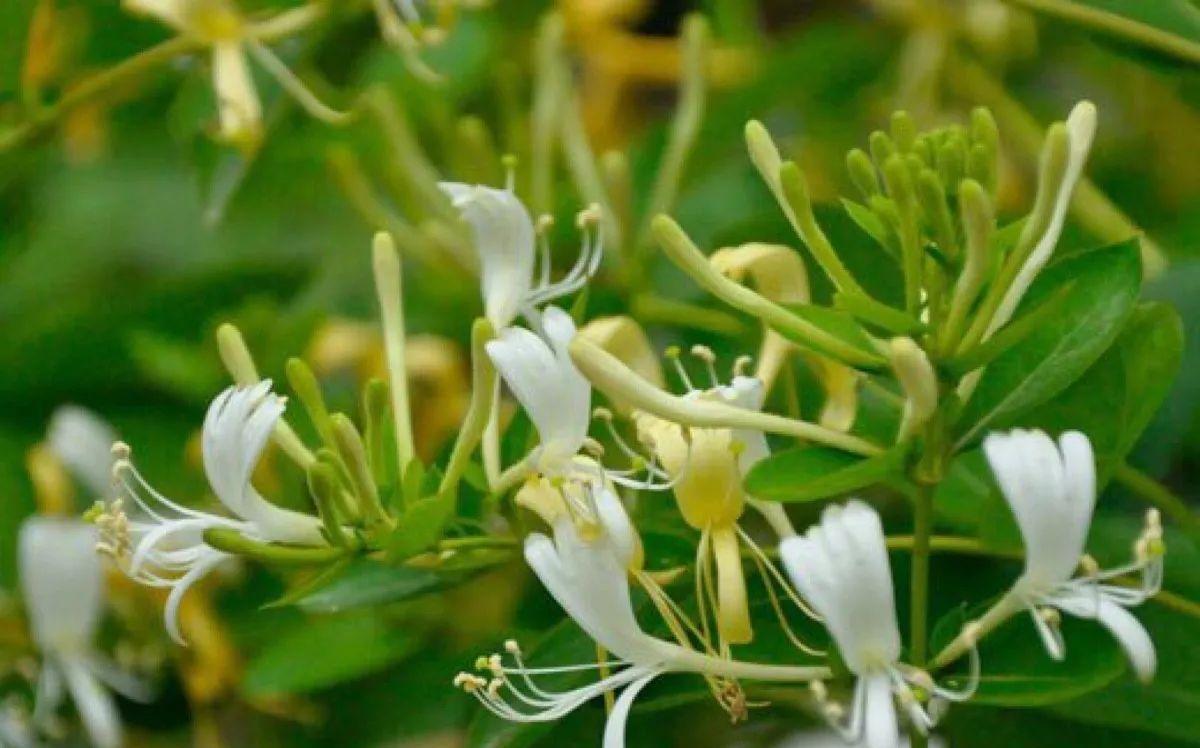 藤条|夏天该入手什么植株？这三种一定要安排上，好看又香