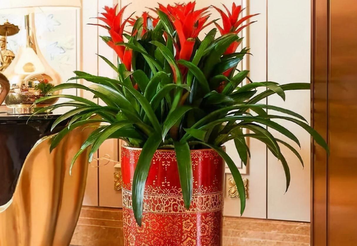 10种“旺运花”开花红艳艳,现在养一盆,春节刚好开,红火显富贵