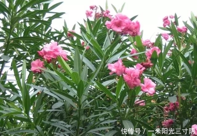 世界上十大剧毒植物,你身边有吗?