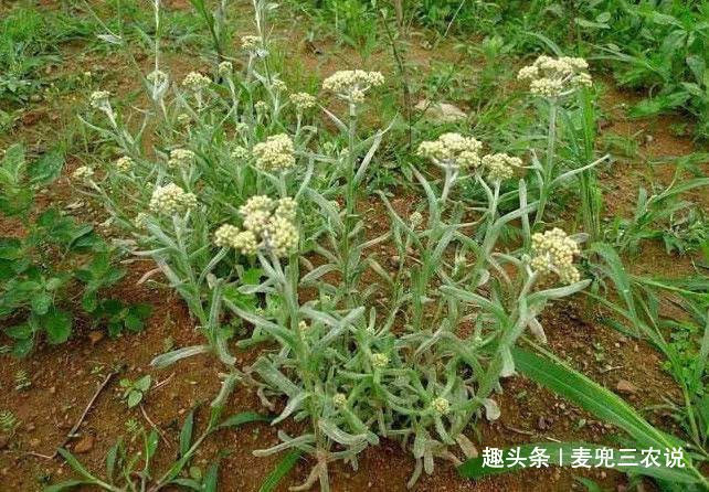 痛经|女性非常适合吃此菜，治疗月经不调，养护子宫，越吃越年轻