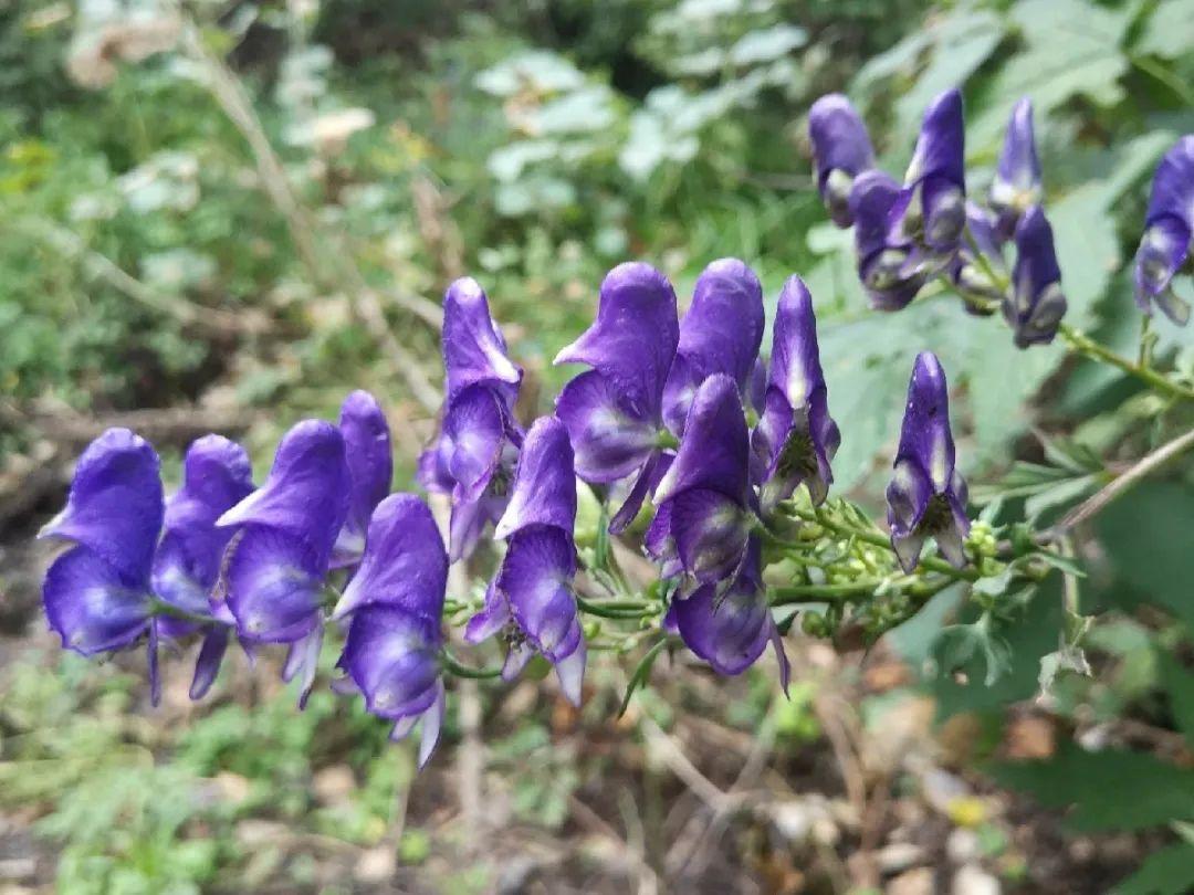 有毒性|20种有毒花,出门别乱摘,有小孩的特别注意