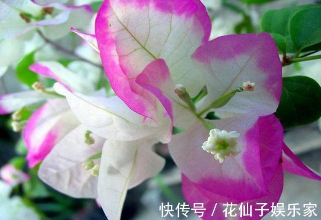 这花名叫“百变小樱”，开起花来“不管不顾”，叶子都不长了！