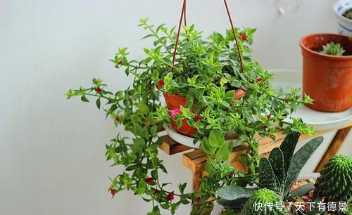 5种漂亮花，吊起来养花开满盆，不占地方，能养几十盆！