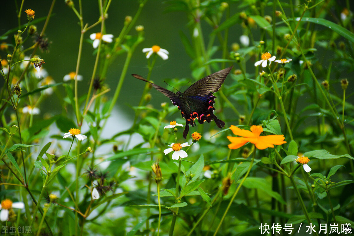  烟雨|烟火流年，如梦蹁跹，岁月的信笺上，一袭烟雨