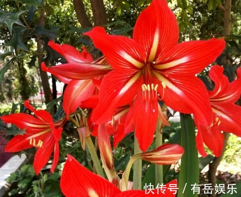 懒人想养花必备4种,开花多,耐光照,新手小白也能养爆盆