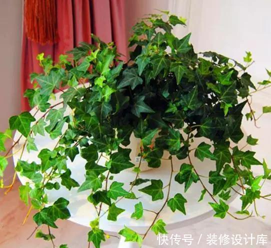 卫生间没窗户?养此4种花,耐阴好活,关键:除臭、杀菌,空气好