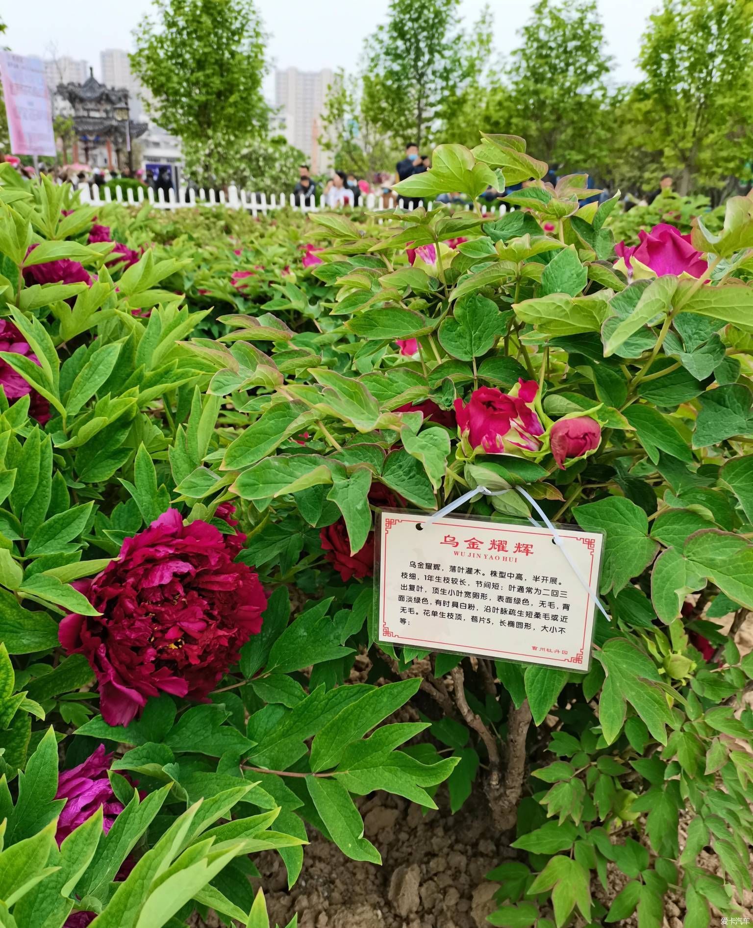 花开时节动京城，唯有牡丹真国色