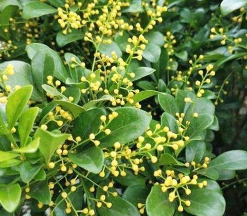 4种花美的出奇,开起花来“拦”不住,美不胜收,你养了吗