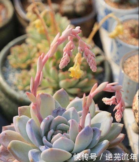 多肉胖嘟嘟,浇点磷酸二氢钾,开花变成丑瘦子!