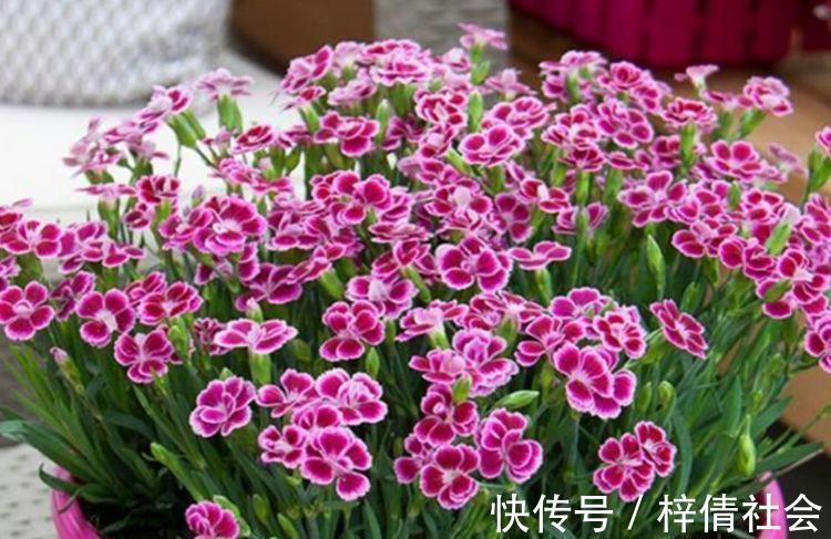 家里养4种花,沾土就活,一养就养爆,直接变成“小花园”