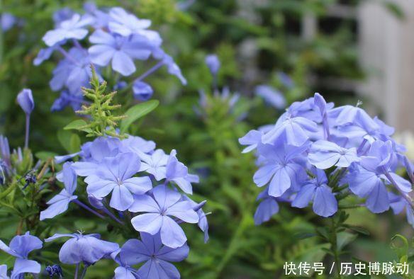 开花|4种花漂亮易爆盆,年年开花不断,养在家里繁花似锦