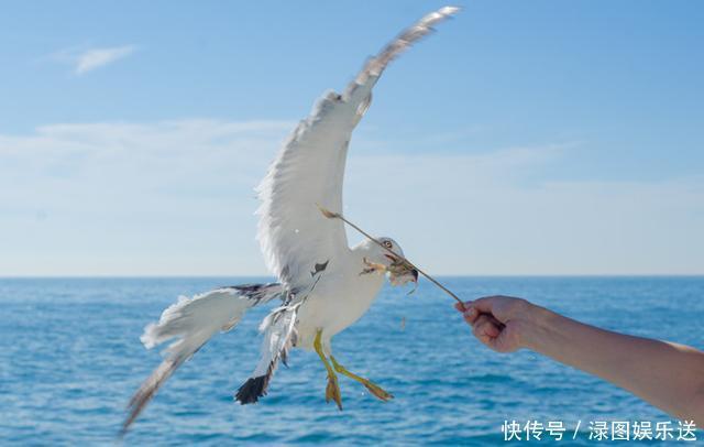 鱼食|中国十大美丽海岛，面积只有百平，被誉为仙山鸟岛，禁止游客上岛