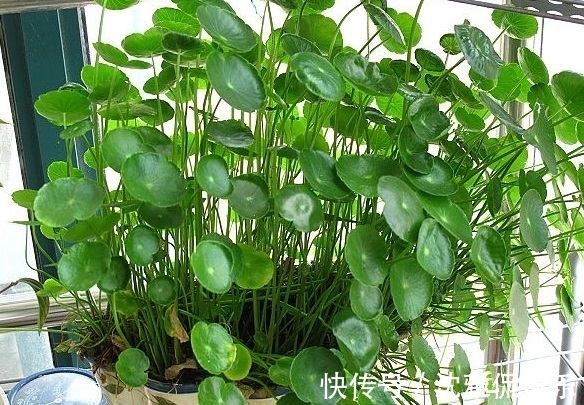 养铜钱草要“抓重点”,记住“2多1勤快”,叶子比硬币大2倍