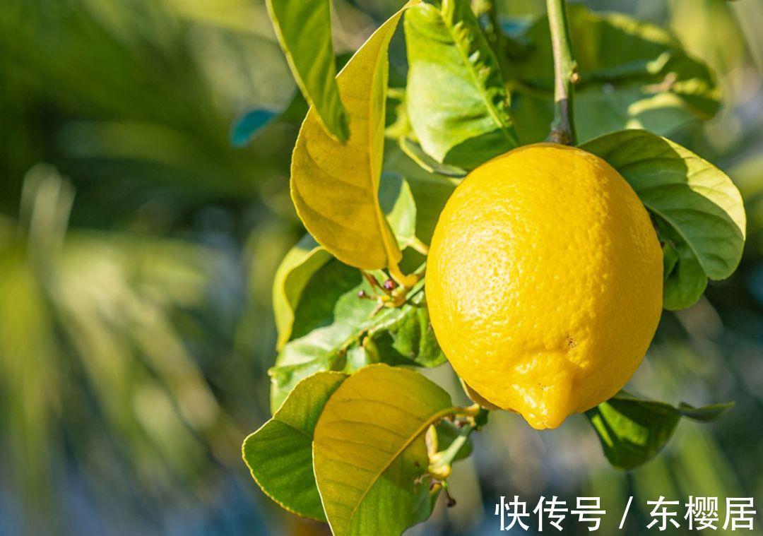 柠檬|闺蜜在阳台养了一盆“益母果”,富含维C能养颜,还可清新空气