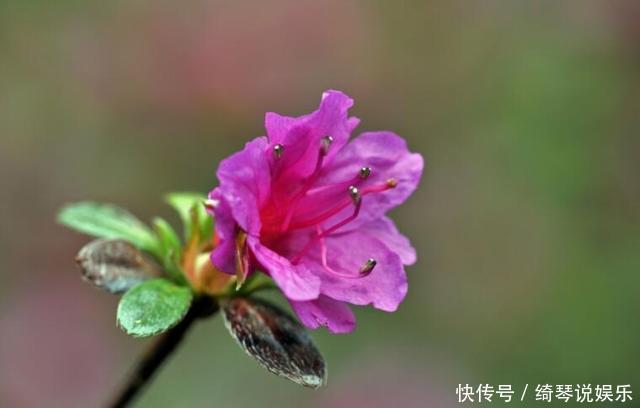 杜鹃花夏天不开花,注意这两点,盆景养得极美