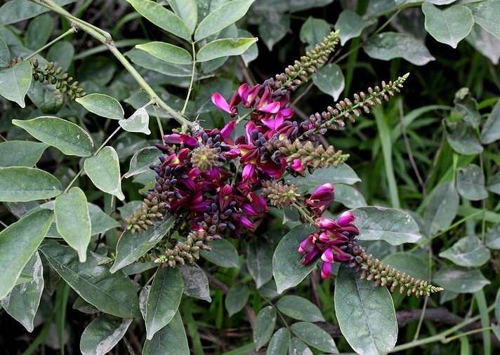 鸡血藤花色十分艳丽，藤枝还能流出“鸡血”，非常独特美丽！