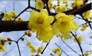 5种盆栽花卉,耐寒又好养,冬天种几盆,不愁春节没花赏!