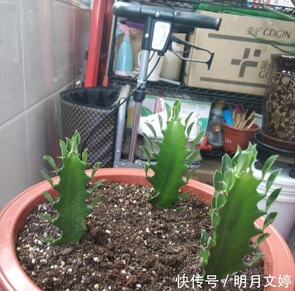 虽然带“刺”,却是好宝贝,养在家中可以镇宅,能净化室内空气