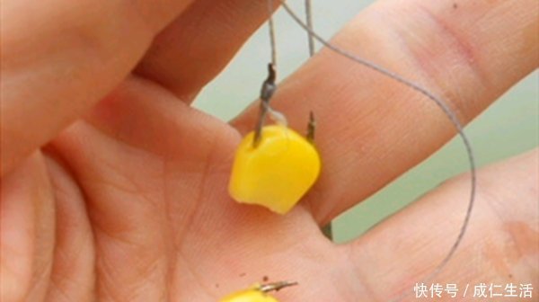 中鱼|用玉米粒钓大鱼,可以试试这几种调漂方法,快速简单,中鱼率高