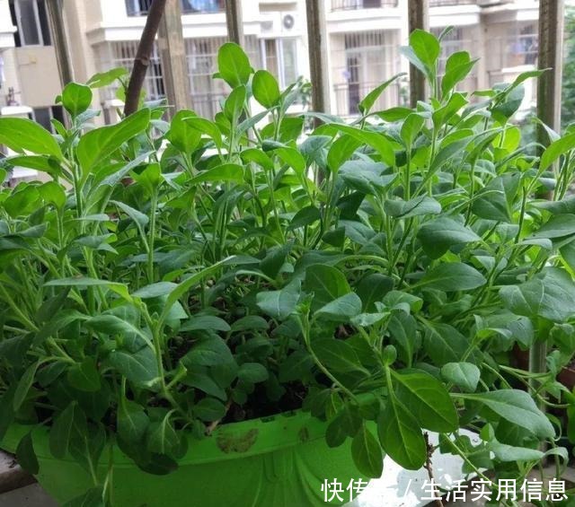 特欠剪的花,越剪越好看,花开不断!特欠剪的花,越剪越好看,花开不断!