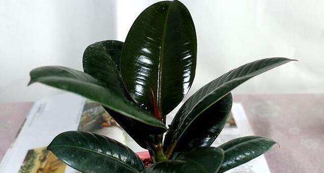 这6种花一个月不浇水都死不了，养起来简直太省心了