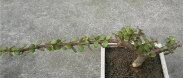 整形|养金枝玉叶,怎样修剪、整形,才能把它打造成更美观的盆景