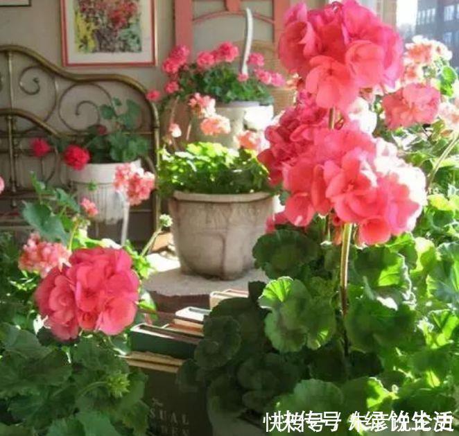 养花试试此几款，花量超大的，天气越热，开花越美