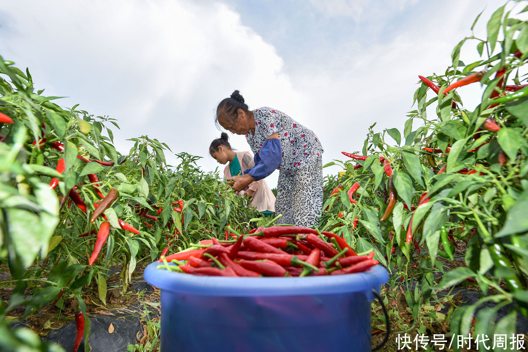 中国食辣史|广东辣，人菜瘾还大