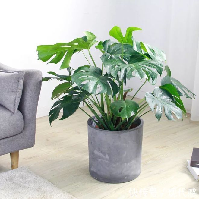 家里养花有“2不养”,又有“3必养”,养对了对家庭才有好处