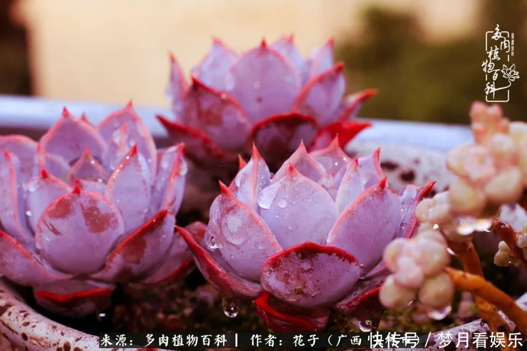 为了爱情|为了爱情来到陌生城市,偶遇多肉,地老天荒的爱恋!