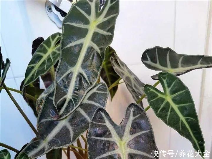 绿萝|家里别只养绿萝，15种精致耐阴花，光照不好也能长很美