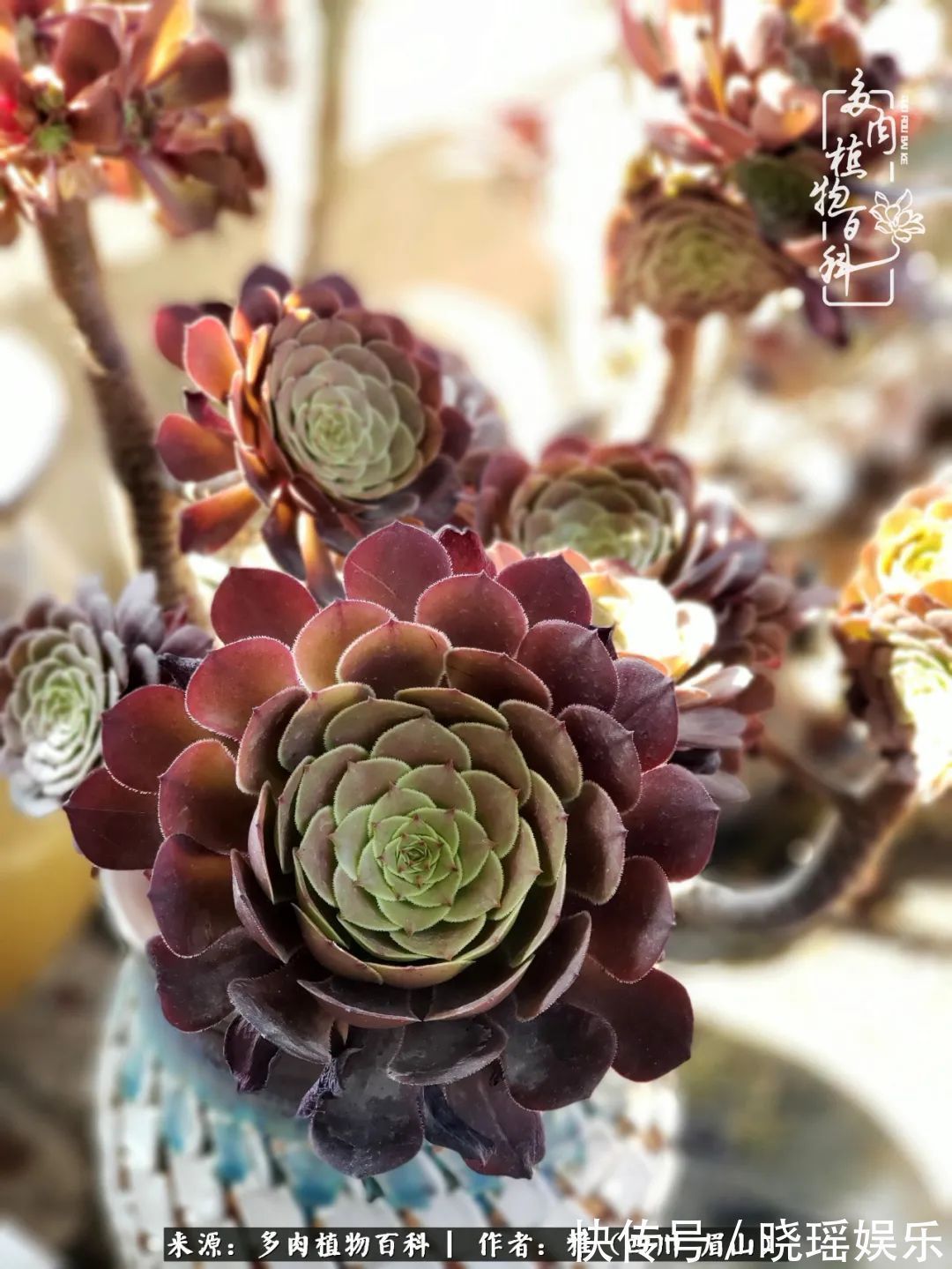 万圣节|养多肉六年,从痴迷到佛系,世事漫随流水,唯有喜爱永恒!