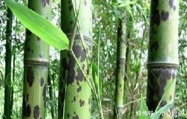 罗邺|十二首含泪写就的古诗词，妙笔生花，却很少有人读过