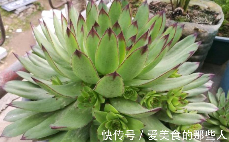 冬天养多肉观音莲,避开这4个误区,搁室内盆栽就能安全过冬