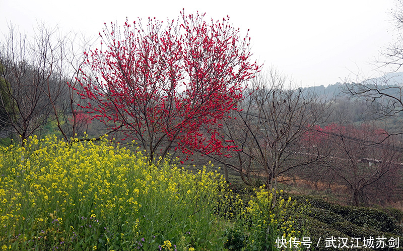 灼灼碧桃艳春色、花乡茶谷春满园