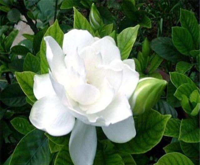 栀子花不开花、养不活不是花难养,而是方法错了