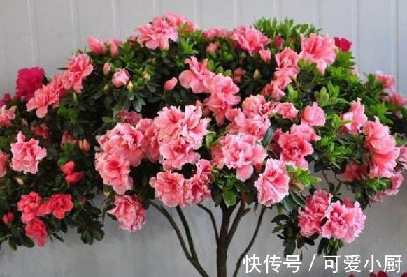 农历9月28日霜降后，养什么花？以下3种花，吉星高照富贵吉祥