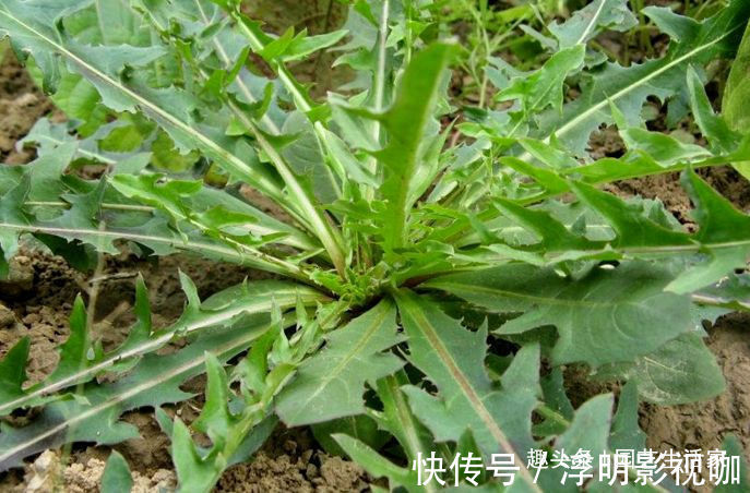 1种野草,在农村被称“苦麻菜”,50元一斤收购,却没人愿意采