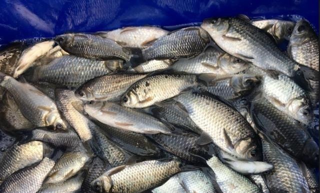 细线|冬钓鲫鱼用多粗的线:0.8子线和0.4子线有何区别?