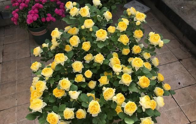 最值得入手的盆栽月季花,全年开花不停,种植容易,你值得拥有