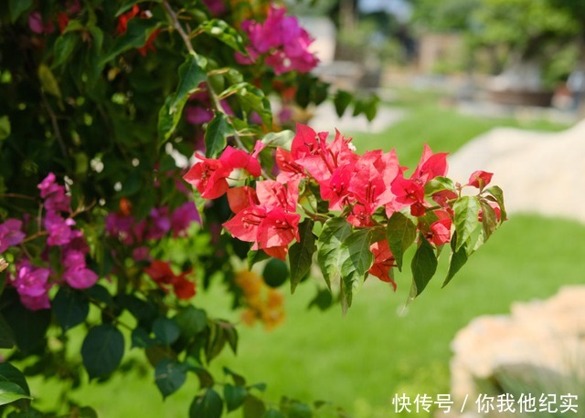 满树|给我一个院子,我一定养好多三角梅,四季繁花满树!