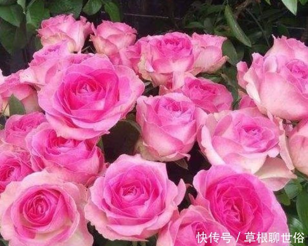 “高档玫瑰”糖果雪山,糖果般甜蜜,诱人美丽,可以说是养花首选