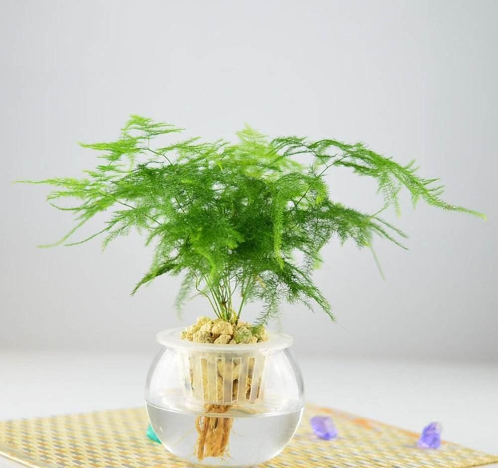 17大吉祥花，客厅有空间一定要养上一盆，好看又好养，养人又旺家