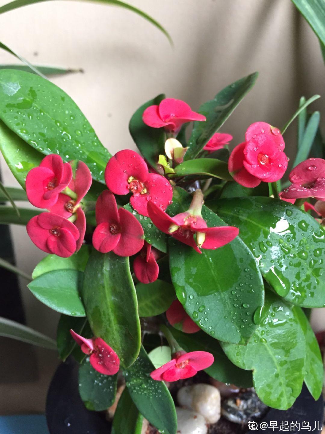 10种耐旱花，2个月不浇水，叶子反而绿油油！