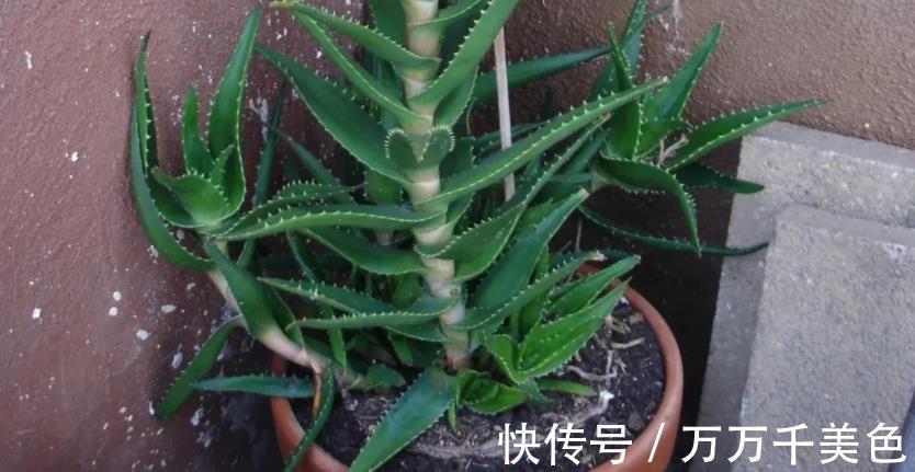 海虎兰|养芦荟选好品种,颜值高易打理,第3款最适合美容护肤